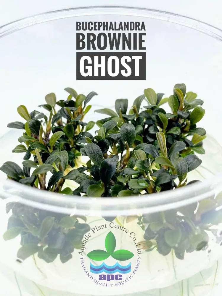 Bucephalandra Brownie Ghost.jpg