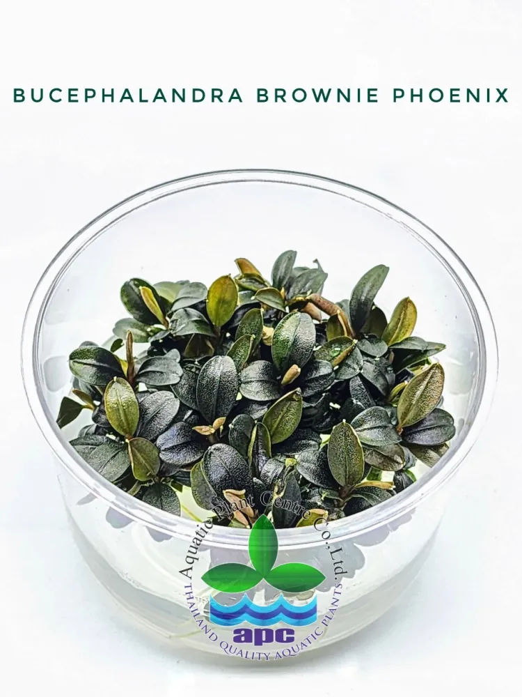 Bucephalandra Brownie Phoenix.jpg