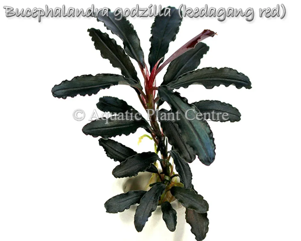 Bucephalandra godzilla (kedagang red).jpg