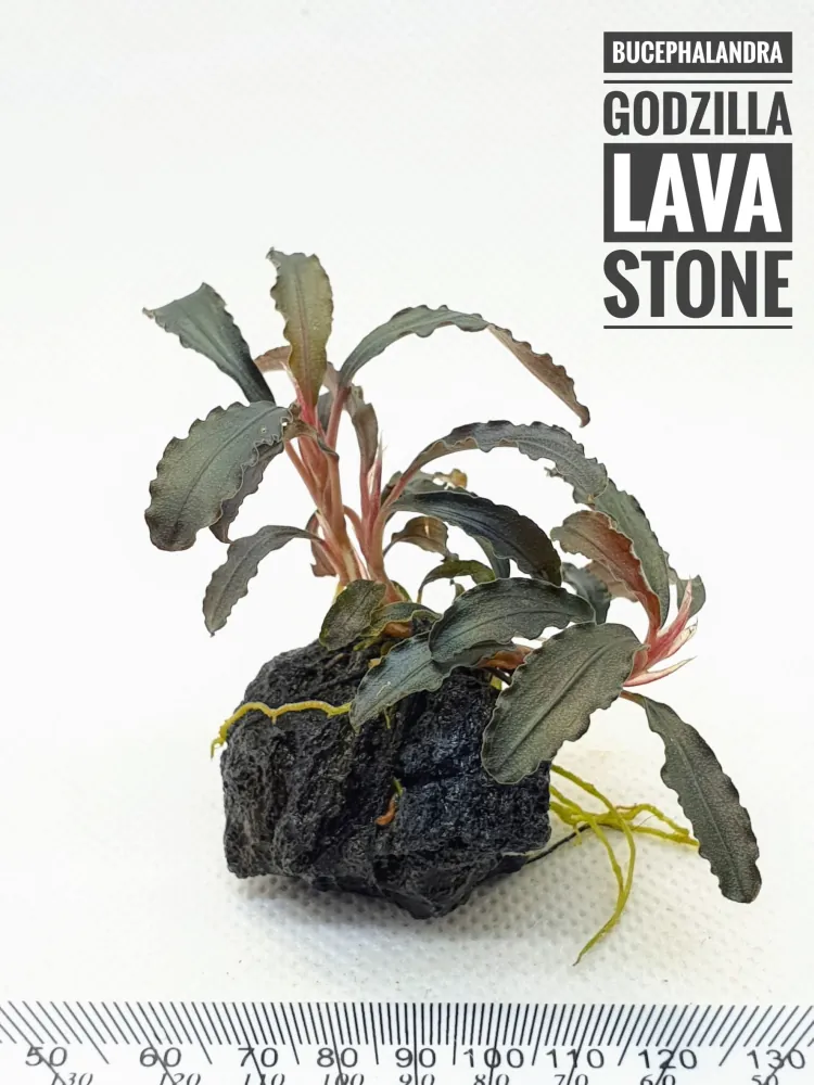 Bucephalandra Godzilla on lava stone.jpg