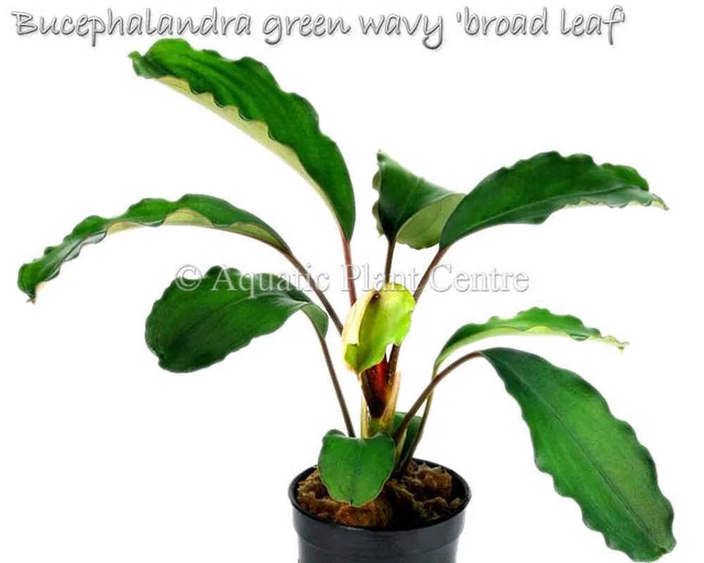 Bucephalandra green wavy broad leaf.jpg