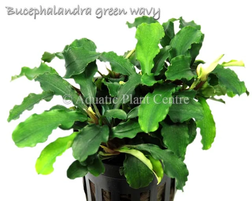 Bucephalandra green wavy.jpg