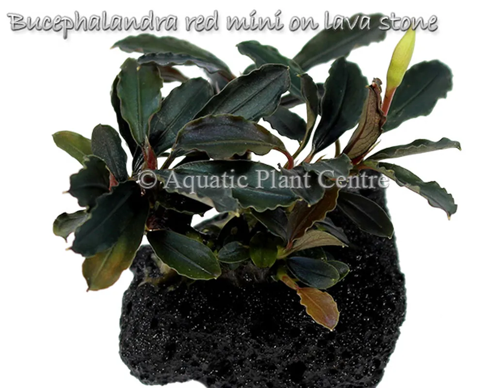 Bucephalandra red mini on lava stone.jpg