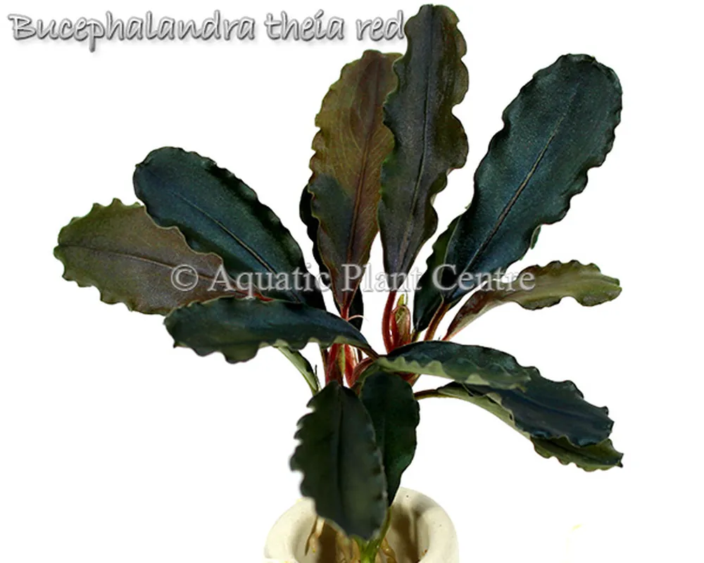 Bucephalandra theia red_1.jpg