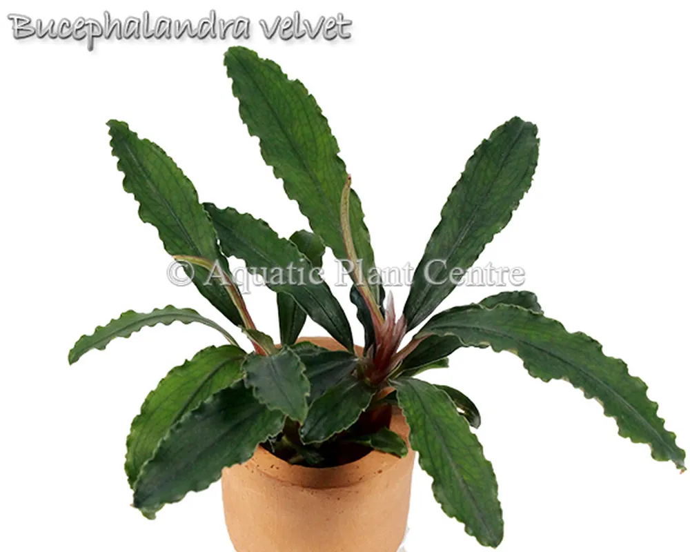 Bucephalandra velvet.jpg
