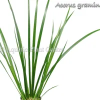acorus-gramineus9