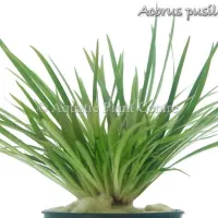 acorus-pusillus