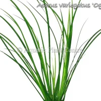 acorus-variegatus-ogon
