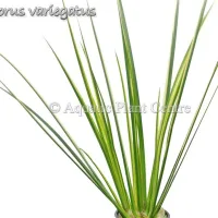 acorus-variegatus