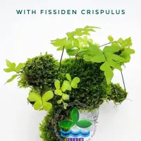 adiantum-philippense-with-fissiden-crispulus