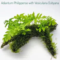 adiantum-philippense-with-vesicularia-dubyana