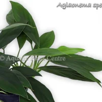 aglaonema-species