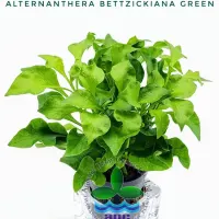 alternanthera-bettzickiana-green