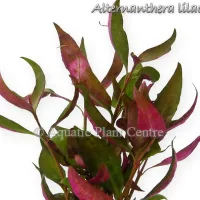 alternanthera-lilacina