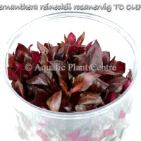alternanthera-reineckii-rosanervig-tc-cup