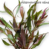 alternanthera-reineckii