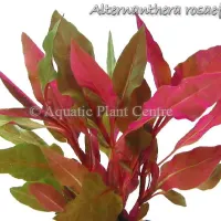 alternanthera-rosaefolia