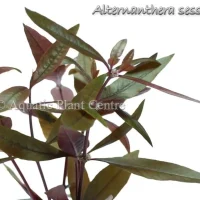 alternanthera-sessilis