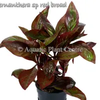 alternanthera-sp-red-broad