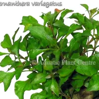 alternanthera-variegatus