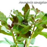 ammania-senegalensis