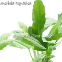 ammoricia-aquatica