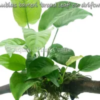 anubias-barteri-broad-leaf-on-driftwood