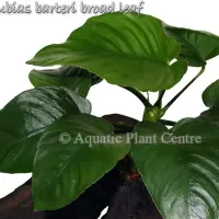 anubias-barteri-broad-leaf