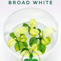 anubias-barteri-broad-white-tc-cup