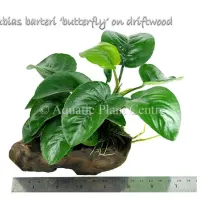 anubias-barteri-butterfly-on-driftwood