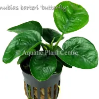 anubias-barteri-butterfly