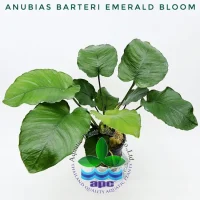 anubias-barteri-emerald-bloom