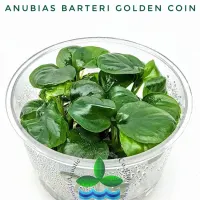 anubias-barteri-golden-coin