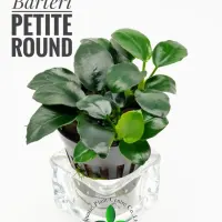 anubias-barteri-petite-round