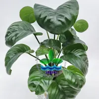 anubias-barteri-rainforest
