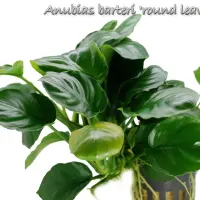 anubias-barteri-round-leaves