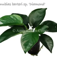 anubias-barteri-sp.-diamond