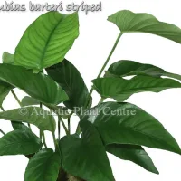 anubias-barteri-striped