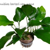 anubias-barteri-var-nana