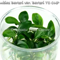 anubias-barteri-var.-barteri-tc-cup