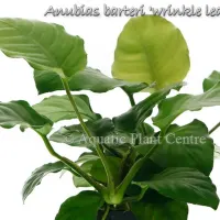 anubias-barteri-wrinkle-leave