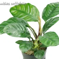 anubias-coffefolia