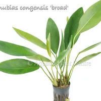 anubias-congensis-broad