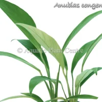 anubias-congensis