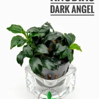 anubias-dark-angel