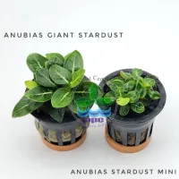 anubias-giant-stardust