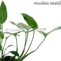 anubias-hastifolia