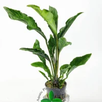anubias-heterophylla-supernova