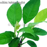 anubias-heterophylla