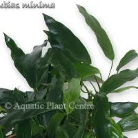 anubias-minima